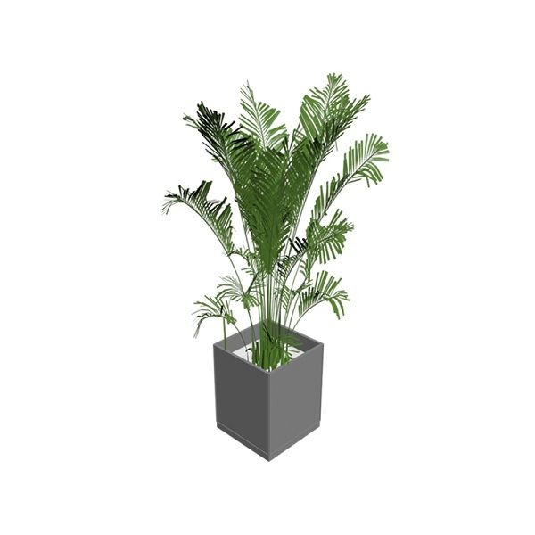 Plant-11